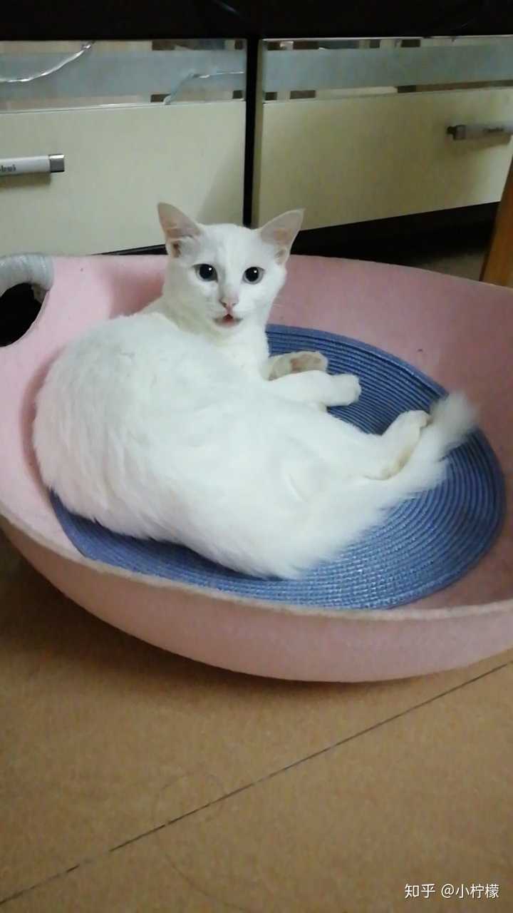 怎么判断猫咪是长毛还是短毛？ - 知乎