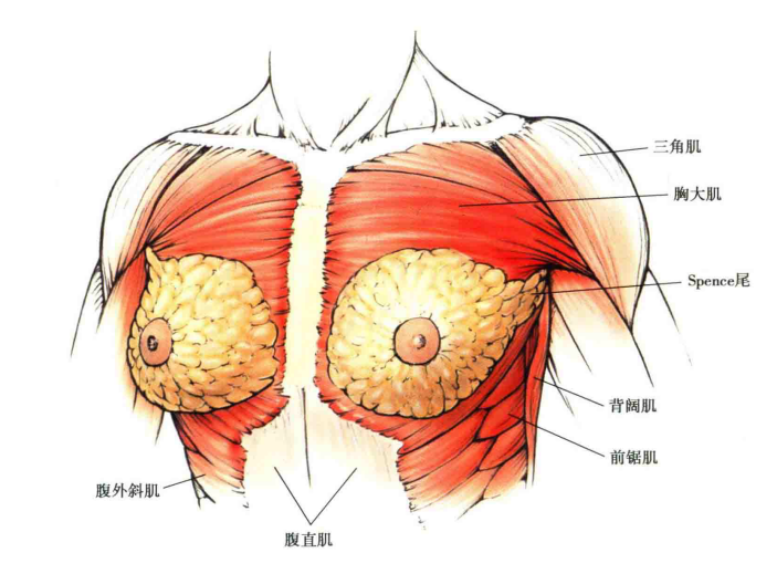 大胸如何防止下垂 知乎