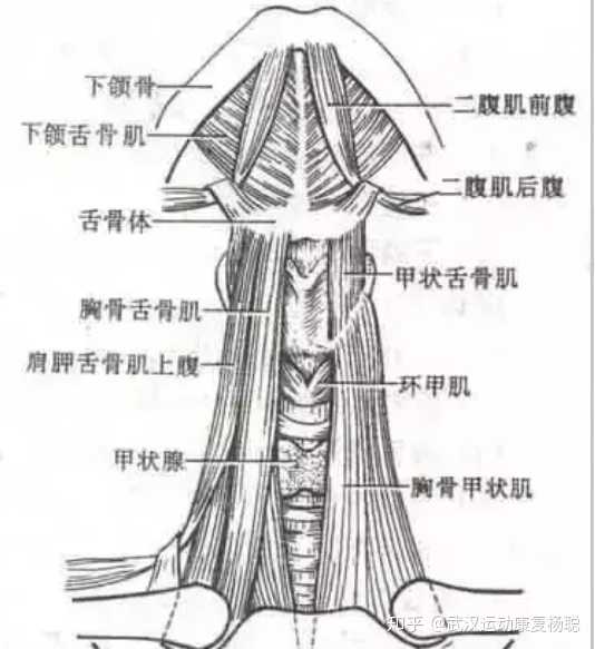 下颌舌骨肌很大图片