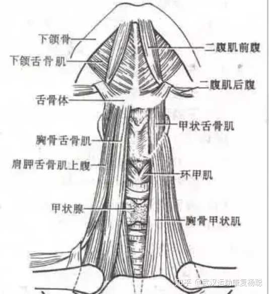 有点想不通舌根压喉在生理上是怎么实现的,舌骨舌肌收缩不应该是拉近