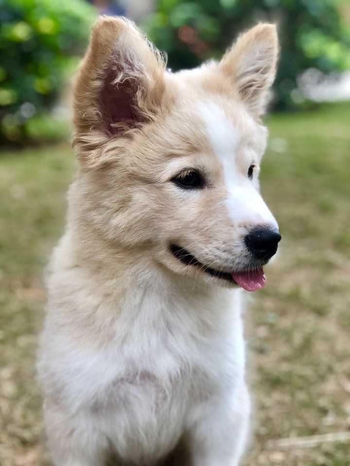 我家朋友送了一只狗狗,爸爸是边牧,妈妈是萨摩耶,可聪明了.