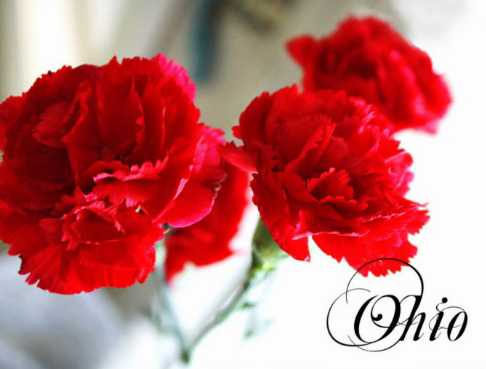 如此，许多人认为康乃馨是母亲永恒之爱的象征。康乃馨，母亲节鲜花首选