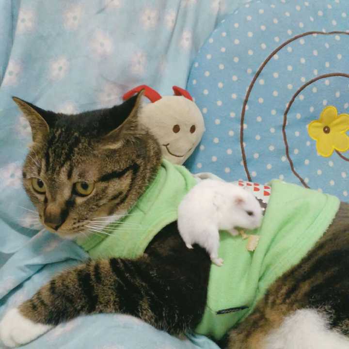 买活仓鼠给猫当零食残忍吗 知乎 买活仓鼠给猫当零食残忍吗 知乎