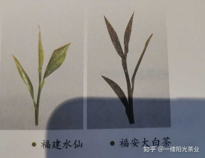 白茶里的大白 小白 水仙白具体是指什么 知乎 白茶里的大白 小白 水仙白具体是指什么 知乎