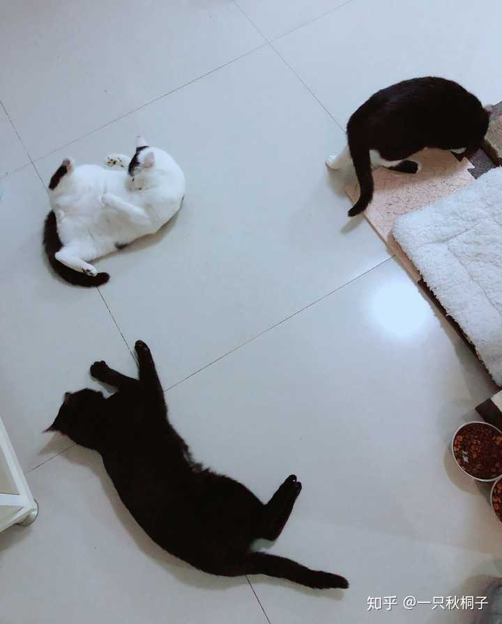 如何看待女朋友抱着猫在床上自拍 发朋友圈屏蔽了我 一看见女朋友和猫亲近就会难受 该怎么办 知乎 如何看待女朋友抱着猫在床上自拍 发朋友圈屏蔽了我 一看见女朋友和猫亲近就会难受 该怎么办 知乎