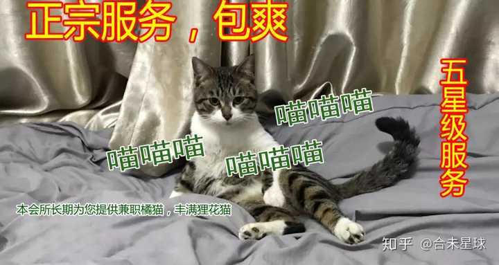 请问大家为什么突然开始吸猫 知乎