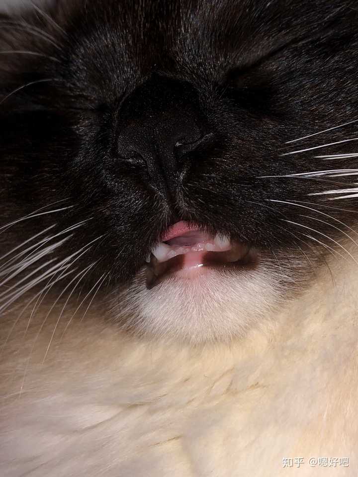 重点色布偶最黑能多黑?