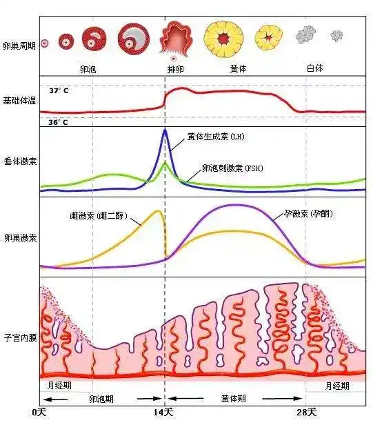 为什么说在女性生理期是减肥福利期 知乎