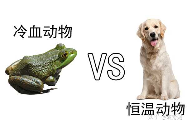 恒温动物比起变温动物有哪些生理上的缺陷 知乎 恒温动物比起变温动物有哪些生理上的缺陷 知乎