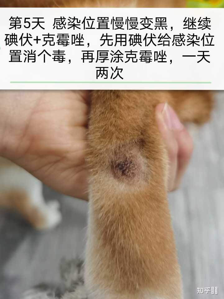 柴犬皮肤病？ 知乎 2903