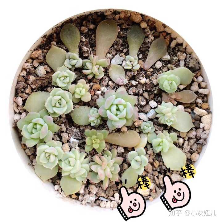 知友们认为最好看的多肉是什么 小灰妞儿的回答 知乎 知友们认为最好看的多肉是什么 小灰妞儿的回答 知乎