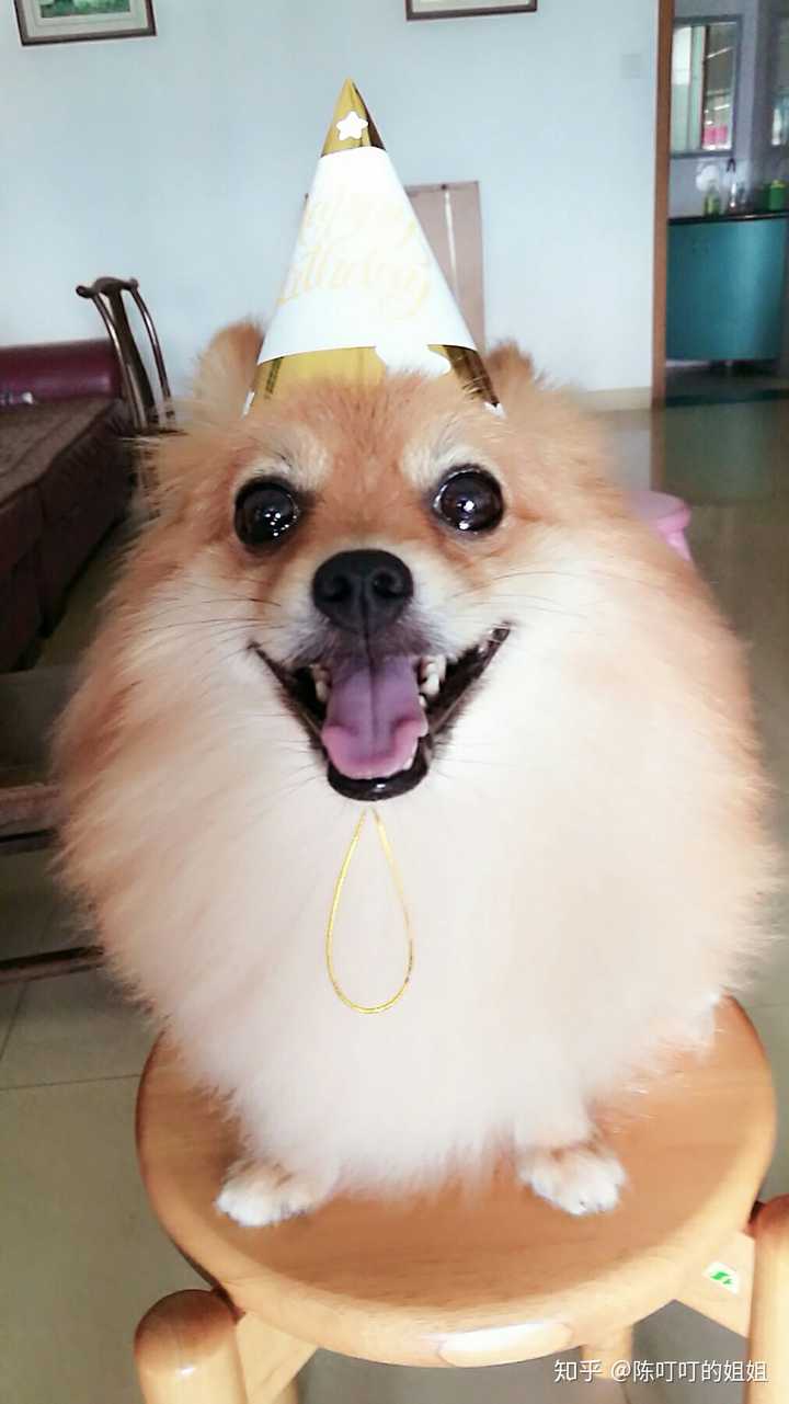 博美一岁了十斤四两是纯种的吗?