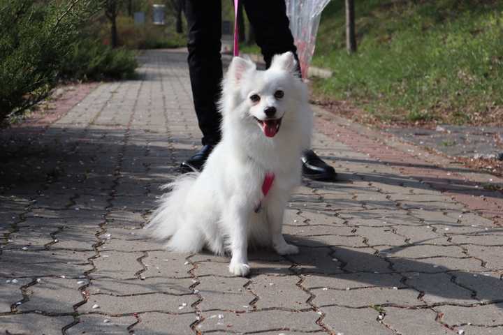 养银狐犬有哪些好处 银狐犬的3大缺点 银狐犬怎么样最好