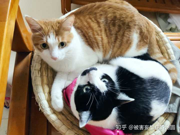 阿飞和巴弟猫粮怎么样？ - 被害妄想症的汤圆的回答- 知乎