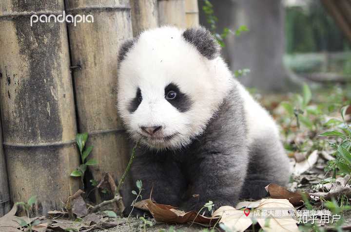 blackpink熊猫事件你怎么看