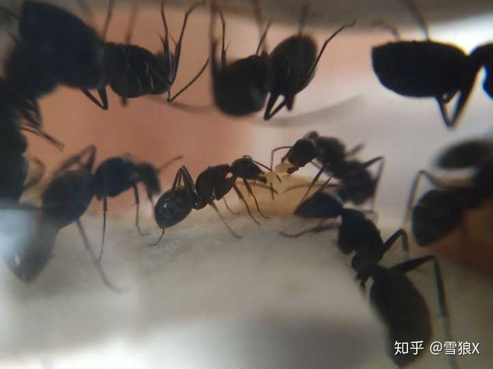 蚂蚁为什么会把受伤的同伴抱回家 知乎 蚂蚁为什么会把受伤的同伴抱回家 知乎