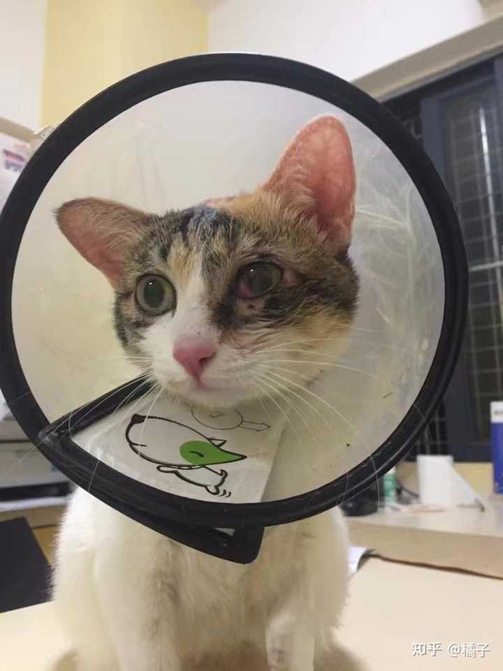 猫一直打喷嚏然后死了 幼猫很活跃但是打喷嚏 养猫后人一直打喷嚏