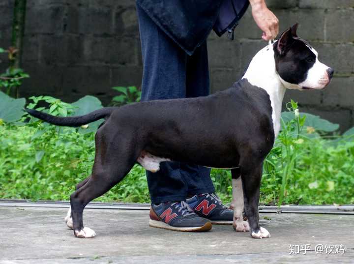 喜欢斯塔福,卡斯罗,杜高,杜宾.