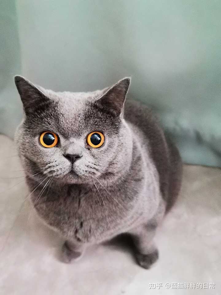 猫为什么会突然疯跑 知乎 猫为什么会突然疯跑 知乎