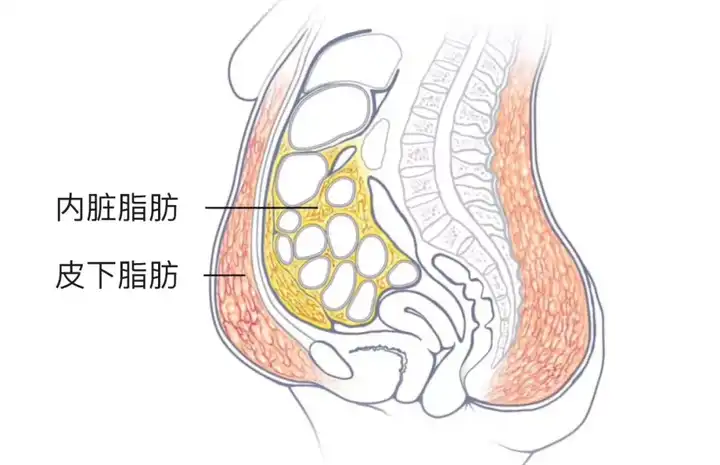 内脏脂肪超高严重 如何短期内减掉内脏脂肪并提高基础代谢率 知乎