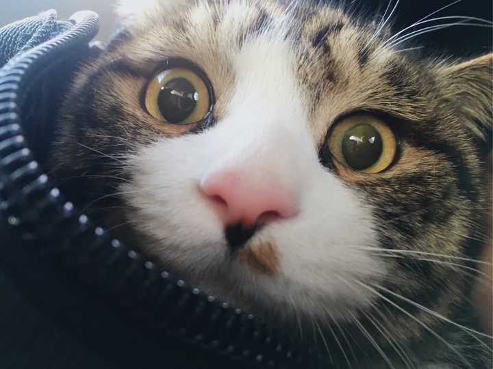 第一次养猫,男孩子养公猫好还是母猫好? - 知乎