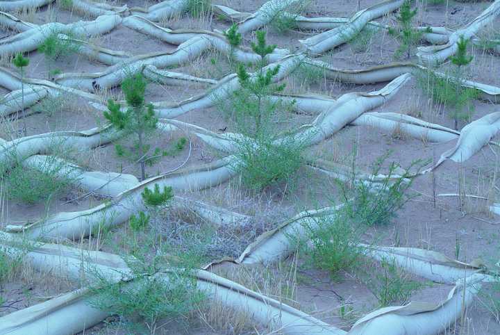 在京新高速临白段大量采用的带鳍沙袋网格固沙,中间种的是红柳 最后