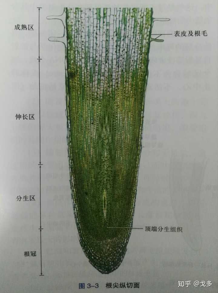 根尖成熟区 根尖成熟区细胞特点 根尖成熟区有叶绿体吗