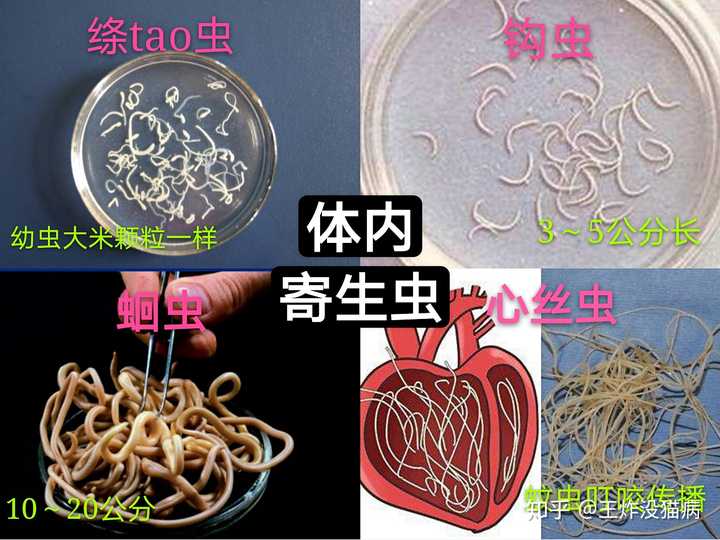 猫的寄生虫会传染人吗 知乎 猫的寄生虫会传染人吗 知乎