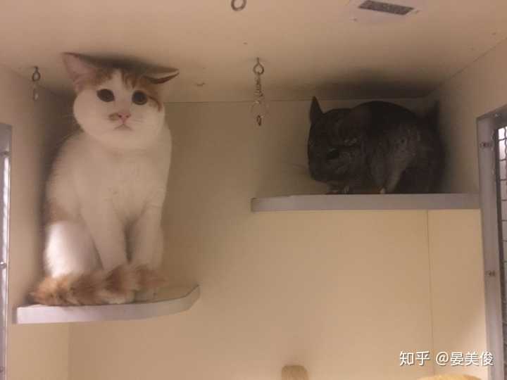 如何判断一只猫是真的对你有感情还是只是为了混口饭吃 知乎