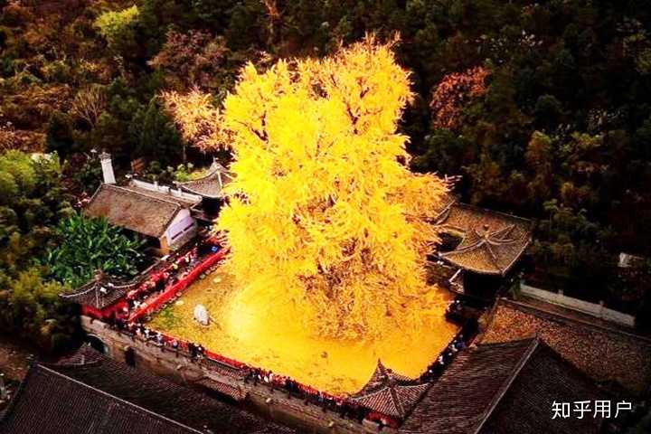 西安古寺千年银杏树究竟有多美