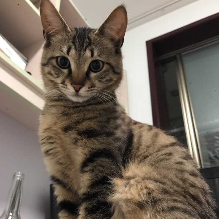 04-17 赞同 添加评论 分享 收藏 喜欢 麻雀姑娘 大学狗 狸花猫串串