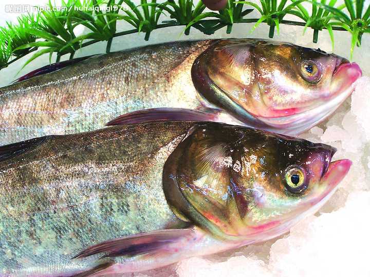 ichthys nobilis)又叫花鲢,胖头鱼,包头鱼,大头鱼,黑鲢,麻鲢,也叫雄鱼