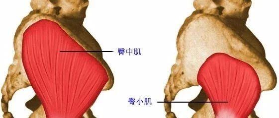 臀大,中,小肌的功能解剖及触诊mpweixinqqcom