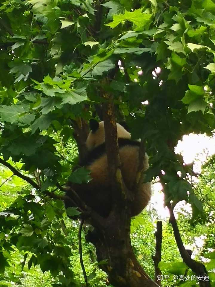 大熊猫究竟有多可爱?