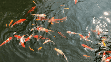 460_259gif 动态图 动图