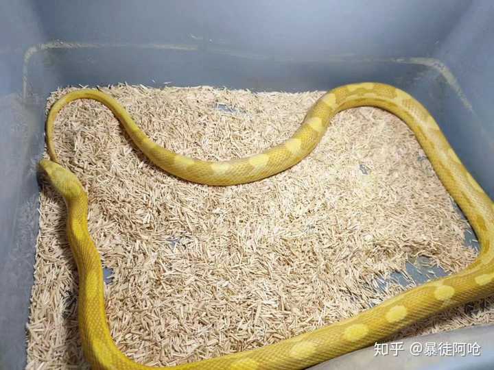玉米蛇中最接近黄金蟒的种类