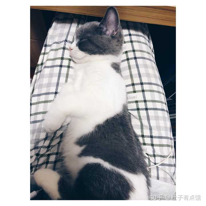 家里同时养有猫和狗是怎样一种体验 夜半梦醒肚子饿的回答 知乎