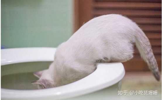 猫咪饮水机 哪些品牌值得入手 知乎 猫咪饮水机 哪些品牌值得入手 知乎