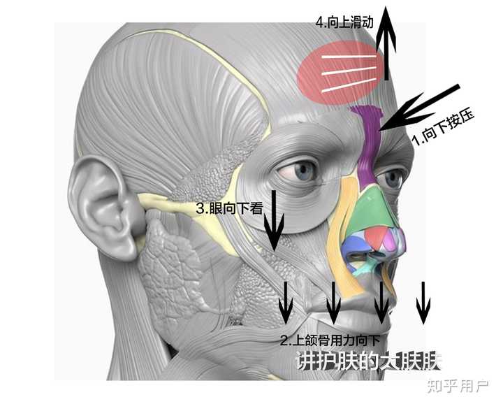才二十岁额头就有皱纹了,该怎么办? - 知乎