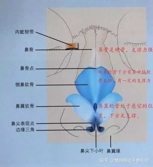 那麼是什麼原因導致鼻樑山跟低?首先來看張圖片