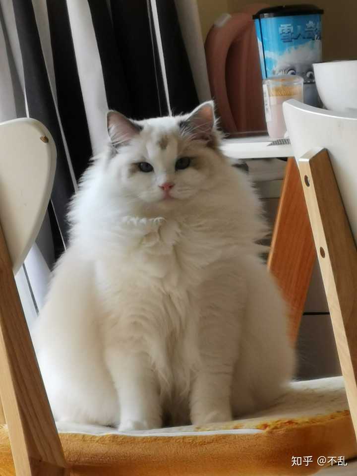 布偶猫啥时候开始爆毛啊