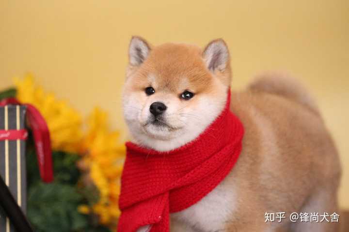 为啥我家柴犬没有豆豆眉 纯吗 知乎 为啥我家柴犬没有豆豆眉 纯吗 知乎
