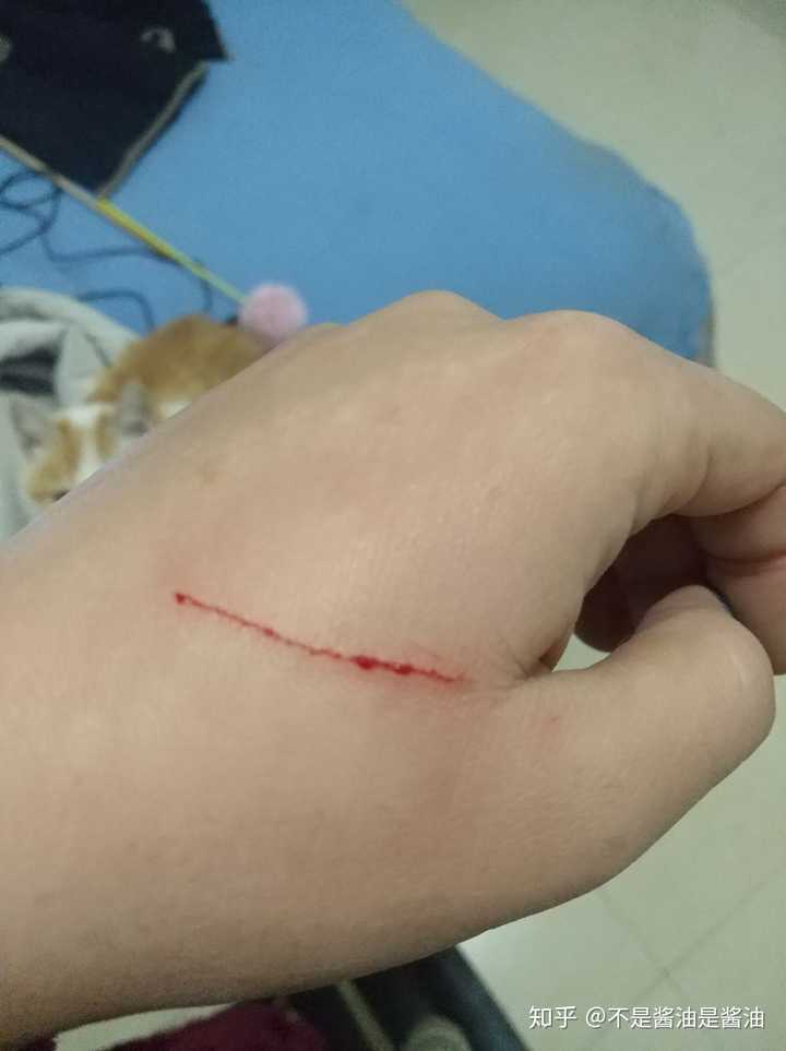 把被猫抓的血痕给猫看,它会不会表现出愧疚?