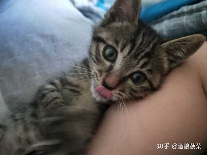 中华狸花猫多少钱 知乎