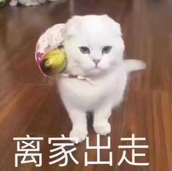 和一个特别白莲花的人怼怼输了 知乎