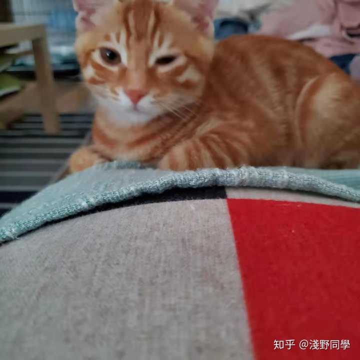 猫咪为什么喜欢把爪子缩在身体下面? - 知乎
