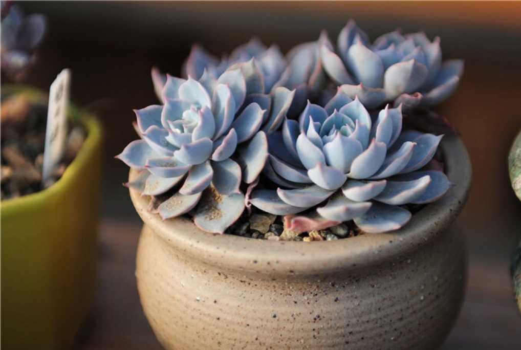 知友们认为最好看的多肉是什么?