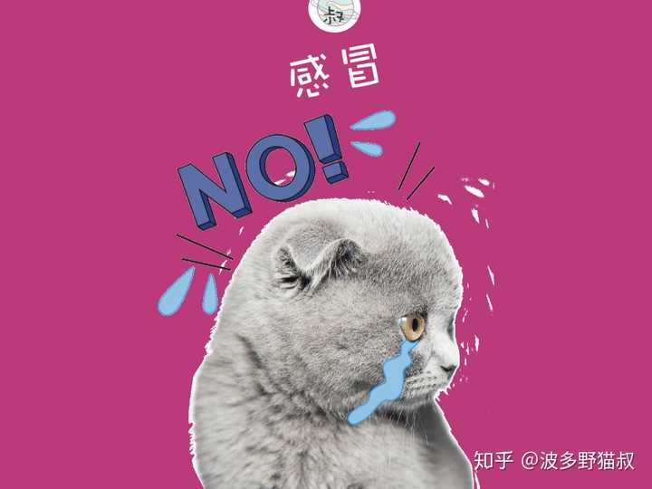 猫得了感冒会自己好吗 知乎