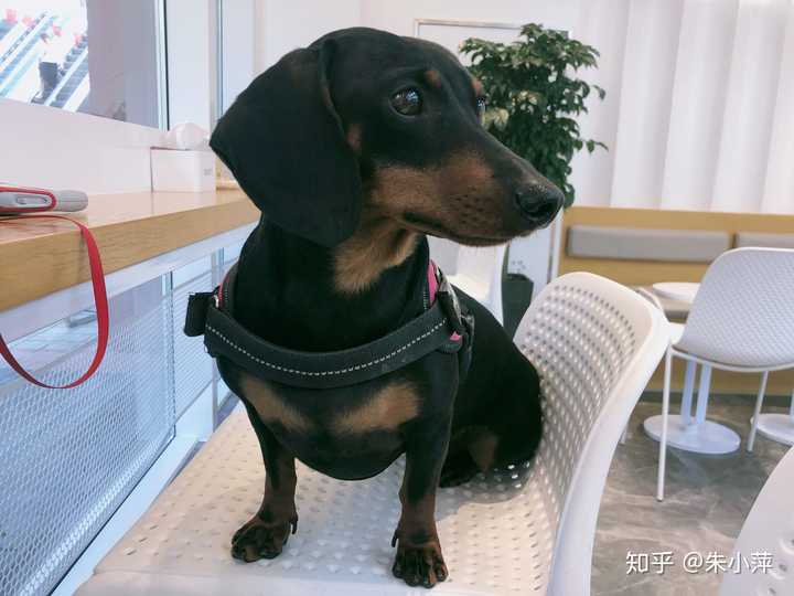 有多少人养腊肠犬呢 知乎