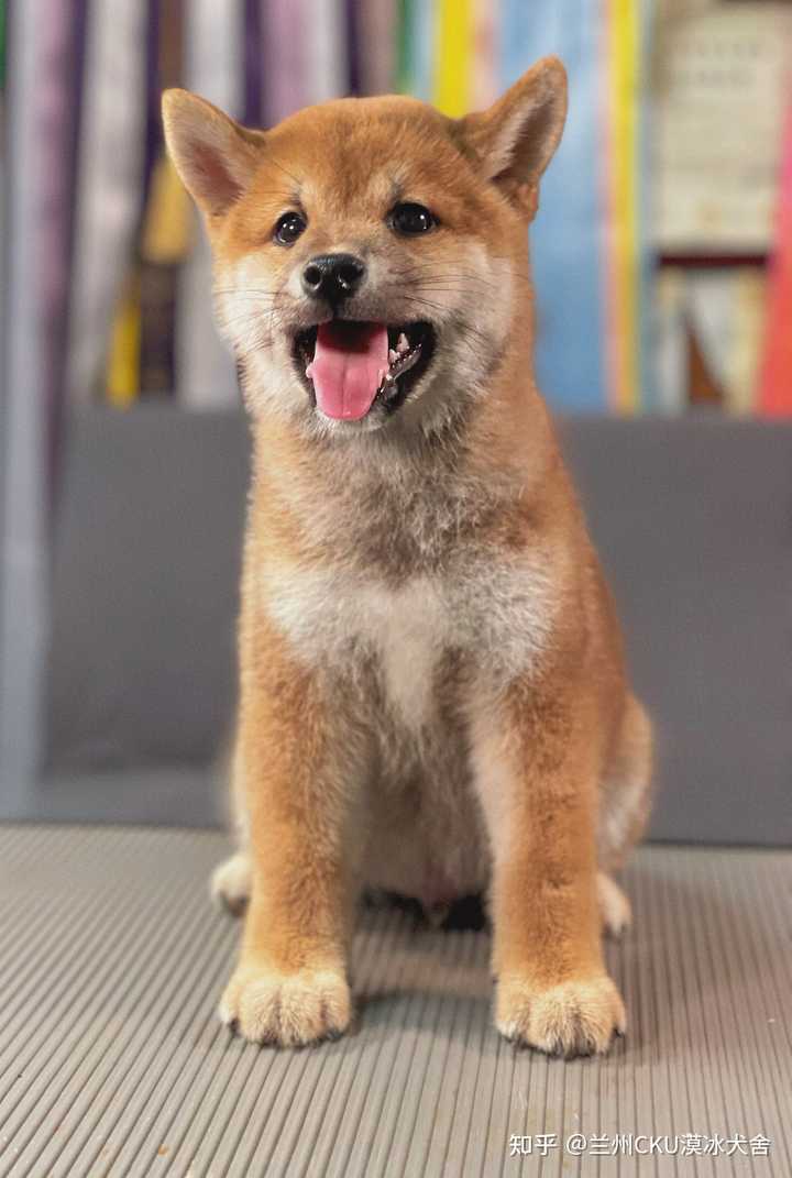 请问柴犬这种黑豆豆眉毛正常吗 知乎 请问柴犬这种黑豆豆眉毛正常吗 知乎